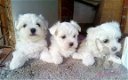 Leuke en gezonde Maltese puppy's - 1 - Thumbnail