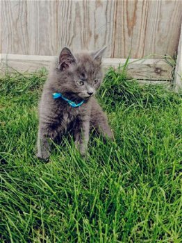 Mooi nest Kittens Zeldzame stamboom Nebelung - 1