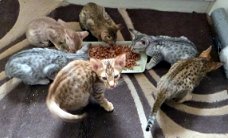 Verbluffende stamboom Gccf Registerd Kittens