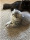 Stamboom Geregistreerd Perzische kittens - 1 - Thumbnail