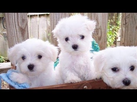 Super schattige Maltezer pups zoeken gouden mandje! - 1