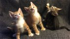 Uitstekende Pixie Bob-mix gember en tabby kittens - 1 - Thumbnail