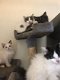 Mooie Ragamuffin Kittens - 1 - Thumbnail