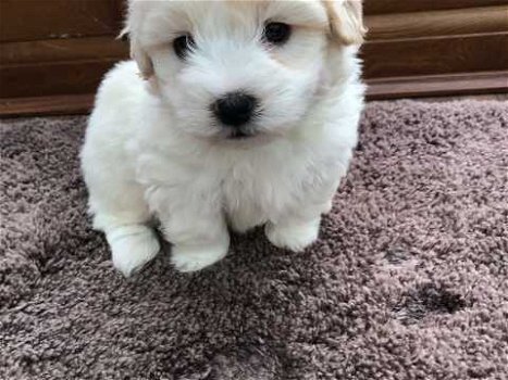 Mooie Kc geregistreerde Coton De Tulear puppy's - 1