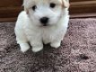 Mooie Kc geregistreerde Coton De Tulear puppy's - 1 - Thumbnail