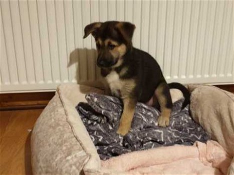 Alaskan Malamute Duitse Herder Puppy - 1