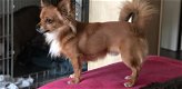 Dekreu Chihuahua - 4 - Thumbnail