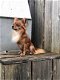 Dekreu Chihuahua - 8 - Thumbnail