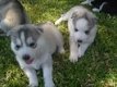 husky pups voor adoptie - 1 - Thumbnail