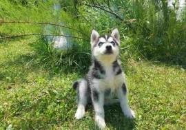 Zwart-witte husky pup met mooie blauwe ogen - 1