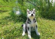 Zwart-witte husky pup met mooie blauwe ogen