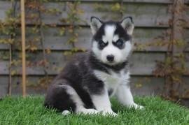 Husky pups te koop - met blauwe ogen - 1