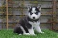 Husky pups te koop - met blauwe ogen - 1 - Thumbnail