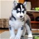 Home Siberische Husky Puppies te koop - 1 - Thumbnail
