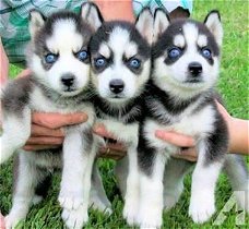 Siberische Husky Puppies Blauwe ogen