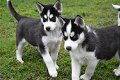 Puppy Siberische Husky - 1 - Thumbnail