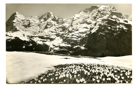 T166 Murren Winteregg Jungfrau / Eiger Monch / Zwitserland - 1