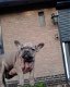 Franse bulldog pups *Mooie!* - 4 - Thumbnail