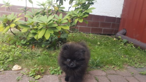 pomeranian - 4