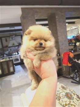 pomeranian - 8