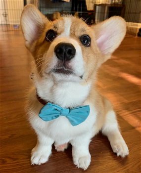 welsh Corgi - 1