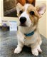 welsh Corgi - 2 - Thumbnail