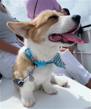 welsh Corgi - 4