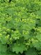 ALCHEMILLA MOLLIS THRILLER 60 zaden - 1 - Thumbnail