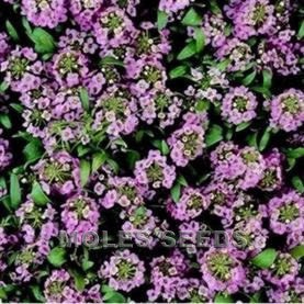 ALYSSUM MARITIMA EASTER BONNET LAVENDER 150 zaden - 1