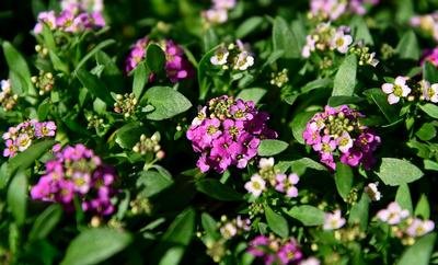 ALYSSUM MARITIMA EASTER BONNET DEEP PINK 150 zaden - 1