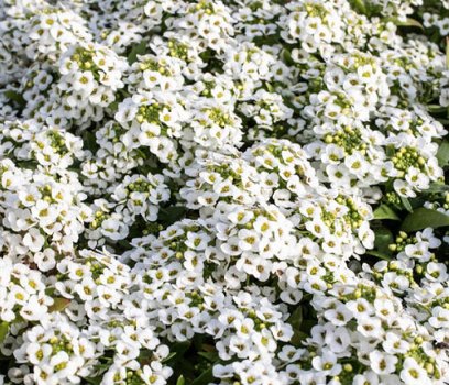 ALYSSUM MARITIMA SNOW CRYSTALS 150 zaden - 1