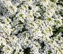 ALYSSUM MARITIMA SNOW CRYSTALS 150 zaden - 1 - Thumbnail