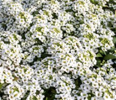 ALYSSUM MARITIMA SNOW CRYSTALS 150 zaden