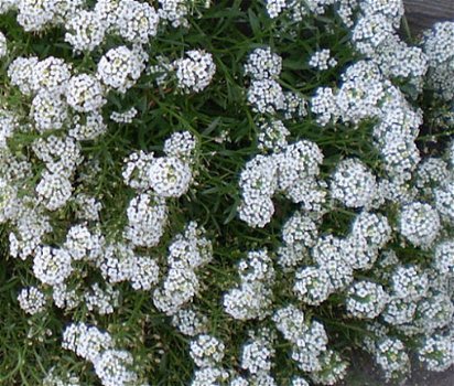 ALYSSUM MARITIMA TINY TIM 200 zaden - 1