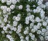 ALYSSUM MARITIMA TINY TIM 200 zaden - 1 - Thumbnail