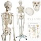 anatomisch skelet medische skelet 182cm nieuw gratis levering 2j garantie - 1 - Thumbnail