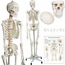 anatomisch skelet medische skelet 182cm nieuw gratis levering 2j garantie