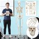 anatomisch skelet medische skelet 182cm nieuw gratis levering 2j garantie - 7 - Thumbnail