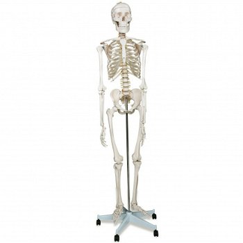 anatomisch skelet medische skelet 182cm nieuw gratis levering 2j garantie - 5