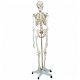 anatomisch skelet medische skelet 182cm nieuw gratis levering 2j garantie - 5 - Thumbnail