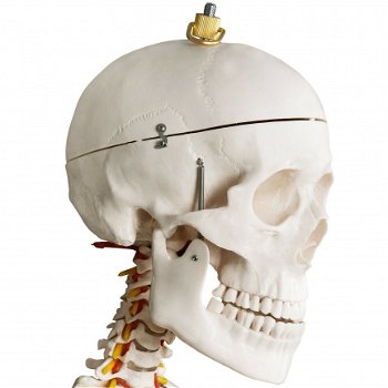 anatomisch skelet medische skelet 182cm nieuw gratis levering 2j garantie - 3