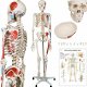 anatomisch skelet medisch skelet 182cm nieuw gratis levering 2j garantie - 1 - Thumbnail