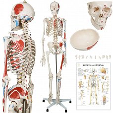 anatomisch skelet medisch skelet 182cm nieuw gratis levering 2j garantie