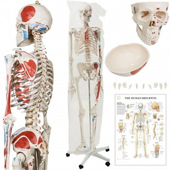 anatomisch skelet medisch skelet 182cm nieuw gratis levering 2j garantie - 2