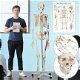 anatomisch skelet medisch skelet 182cm nieuw gratis levering 2j garantie - 3 - Thumbnail