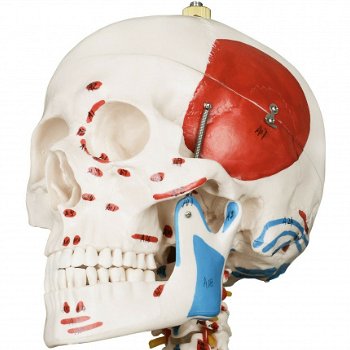 anatomisch skelet medisch skelet 182cm nieuw gratis levering 2j garantie - 4