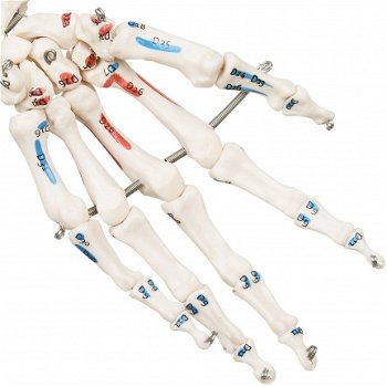 anatomisch skelet medisch skelet 182cm nieuw gratis levering 2j garantie - 6