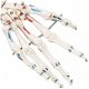 anatomisch skelet medisch skelet 182cm nieuw gratis levering 2j garantie - 6 - Thumbnail