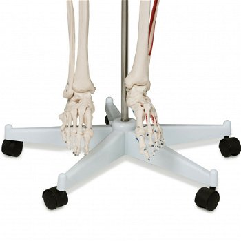 anatomisch skelet medisch skelet 182cm nieuw gratis levering 2j garantie - 7