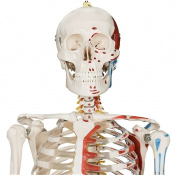 anatomisch skelet medisch skelet 182cm nieuw gratis levering 2j garantie - 8
